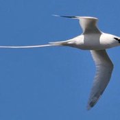 White-tailed Tropicbird